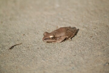 Polypedates leucomystax