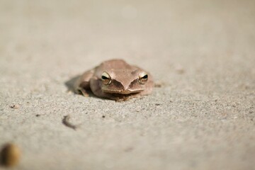 Polypedates leucomystax