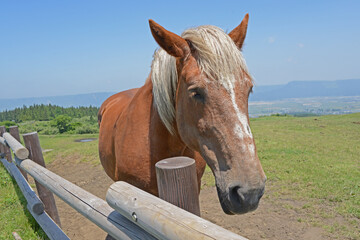 牛と馬と草原　熊本県阿蘇