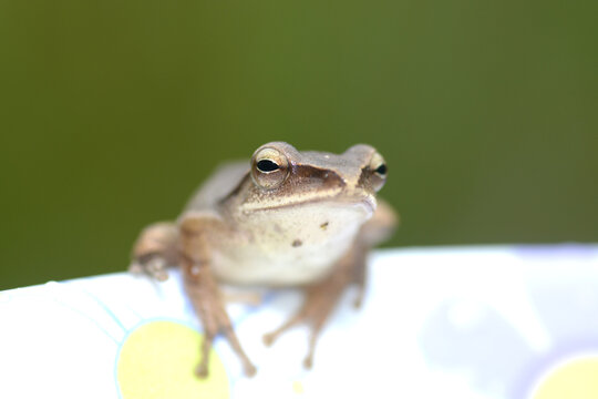 Polypedates leucomystax