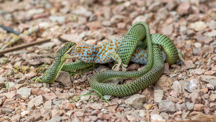 Green snakes are about to eat geckos as a life cycle of nature.