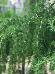 Summer, bright, green larch