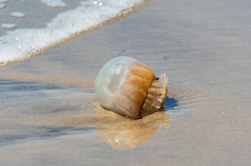 Where Jellyfish Go to Die