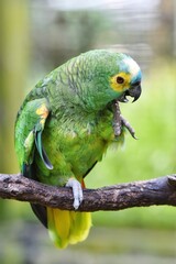Blue Fronted Amazon Parrot