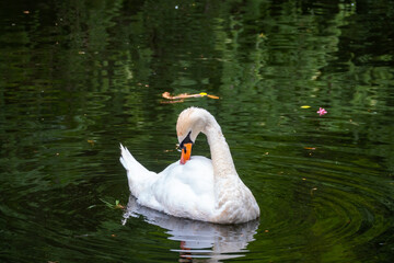 A graceful white swan swimming on a lake with dark green water. The white swan is reflected in the water