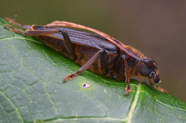 longhorn beetle from Borneo - Neosarmydus costipennis