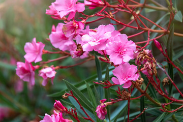 Beautiful pink Nerium Oleander flowers blooming in a tropical garden