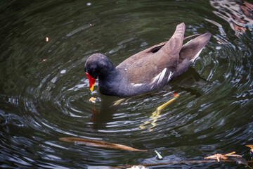 A black bird with a red beak common moorhen swims in dark water. The common moorhen, Gallinula chloropus, the waterhen or swamp chicken.