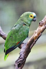 Obraz premium Blue Fronted Amazon Parrot