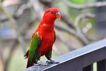 Australian (Green-Winged) King Parrot