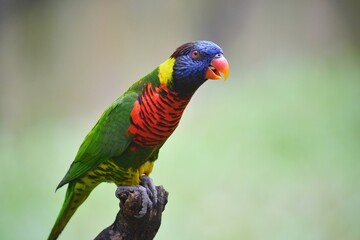 Rainbow lorikeet parrot