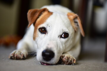 Cute White Jack Russell dog with brown ears