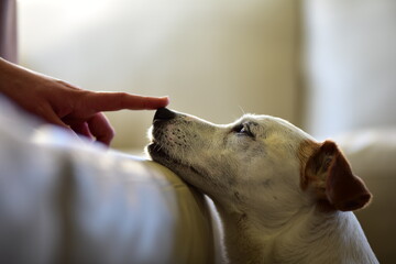 Cute White Jack Russell dog with brown ears interacting with human finger on his nose - obrazy, fototapety, plakaty