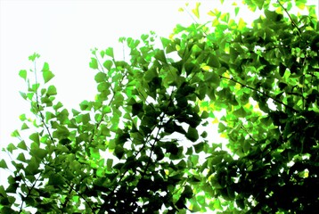 深緑のコントラスト