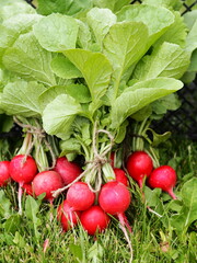 Bunches of natural, freshly picked garden radish grown in the garden, on lawn mowed grass.Vegetable vegetable background.
