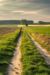 pola i łąki wczesnym latem w Polsce