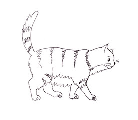 graphic black and white drawing of a thick striped cat goes with a raised tail