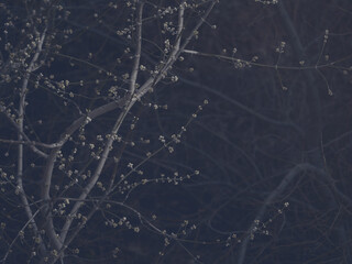 Tangle of branches with small buds in night and mist under the moonlight, as a background, selective focus.