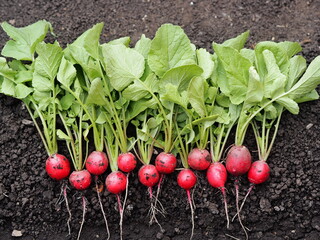 Agricultural vegetable vegetable background.Spring first natural, freshly picked radish grown in the garden, spread out on the ground.
