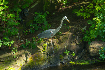 Great blue heron on bank of Broad Brook in Connecticut.
