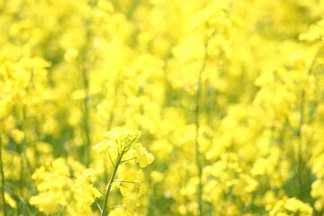 Obraz premium 満開の黄色い菜の花