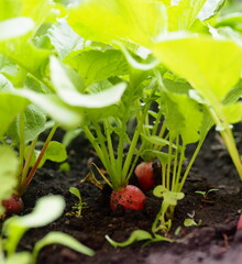Agricultural vegetable vegetable background.Spring first natural radish grows on a bed in the ground.