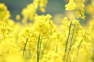 Obraz premium 満開の黄色い菜の花