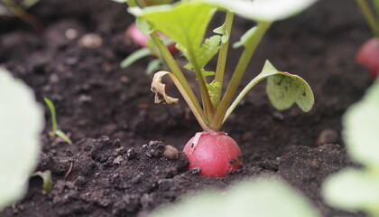 Agricultural vegetable vegetable background.Spring first natural radish grows on a bed in the ground.