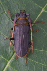 longhorn beetle from Borneo - Neosarmydus costipennis