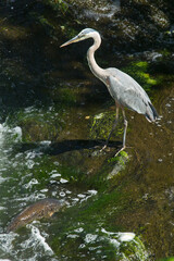 Great blue heron and carp in Broad Brook, Connecticut.