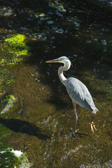 Great blue heron wading in Broad Brook, Connecticut.