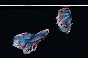 Two dancing Blue marble grizzle halfmoon betta fish siamese isolated on black color background