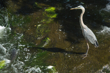 Great blue heron wading in Broad Brook, Connecticut.