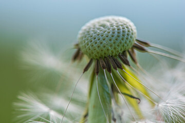 Naklejka na ściany i meble Dandelion stem photographed in summer closeup on the field.