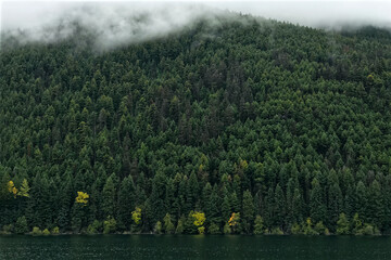 Green coniferous forest on a slope, fog on top of a hill covers the forest. Natural forest texture...