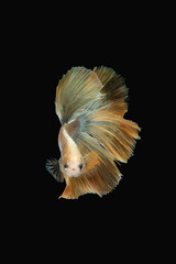 Front face / view angle of golden halfmoon rosetail marble grizzle betta siamese fighting fish isolated on black color background