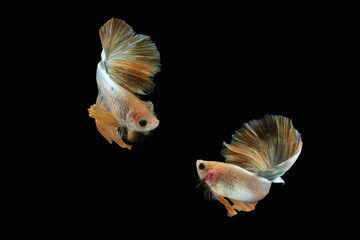 Two dancing golden halfmoon rosetail marble grizzle betta siamese fighting fish isolated on black color background