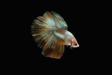 Side view angle of golden halfmoon rosetail marble grizzle betta siamese fighting fish isolated on black color background