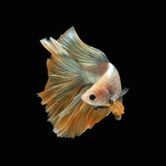 Side view angle of golden halfmoon rosetail marble grizzle betta siamese fighting fish isolated on black color background