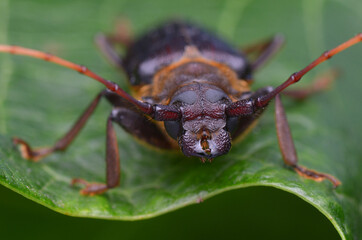 longhorn beetle from Borneo - Neosarmydus costipennis