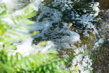 Baby mallard duckling feeding and swimming in Broad Brook, Connecticut.