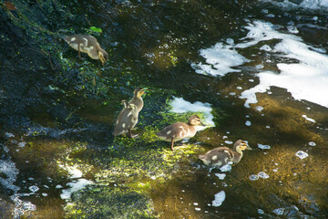 Baby mallard ducklings feeding and swimming in Broad Brook, Connecticut.