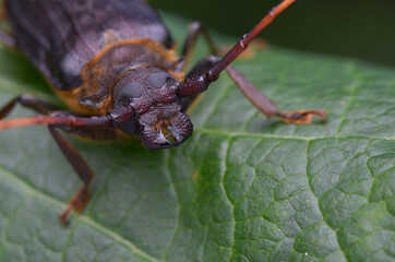 longhorn beetle from Borneo - Neosarmydus costipennis