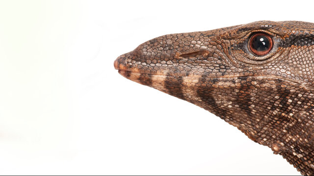 close up shoot of Varanus Rudicollis or Balck Roughed Monitor head isolated on white background with clipping path