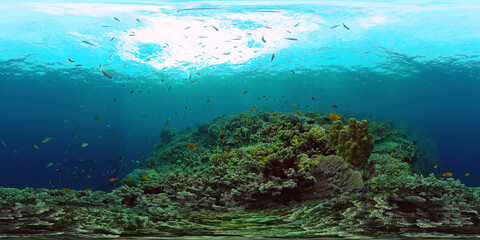 Fototapeta premium Tropical fishes and coral reef at diving. Beautiful underwater world with corals and fish. Panglao, Philippines.