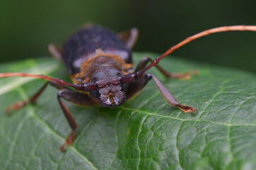 longhorn beetle from Borneo - Neosarmydus costipennis