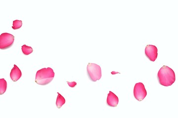 In selective focus a group of sweet pink rose corollas on white isolated background 