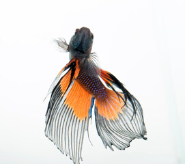 tropical fish on a white background