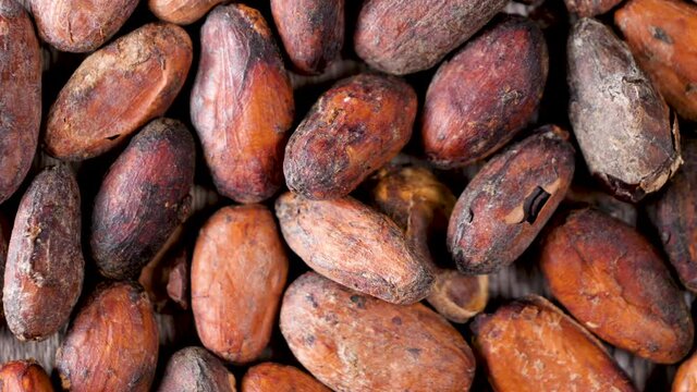 close up on cocoa bean