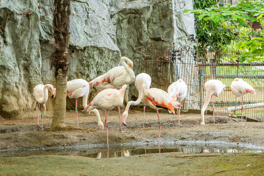 59 Best ヨーロッパフラミンゴ Images Stock Photos Vectors Adobe Stock